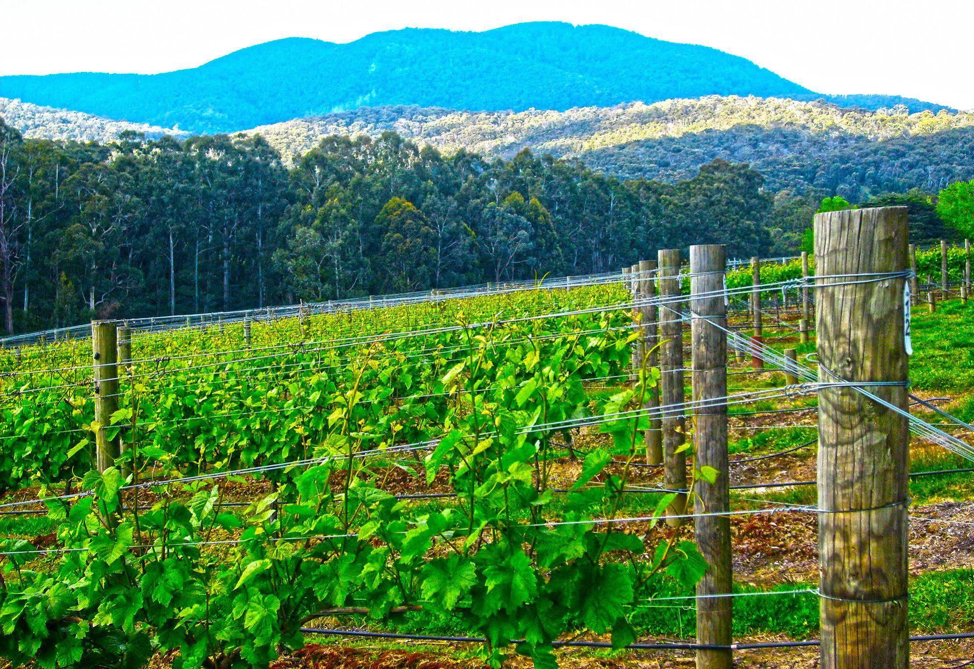 Valley Farm Vineyard Cottages Healesville Exterior photo