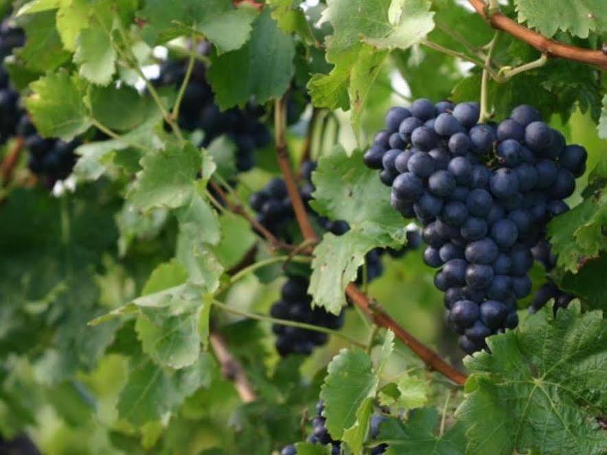 Valley Farm Vineyard Cottages Healesville Exterior photo